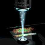 il-primo-microscopio-quantistico-rivela-strutture-cellulari-mai-viste-prima