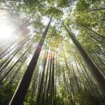 bambù per l'ambiente