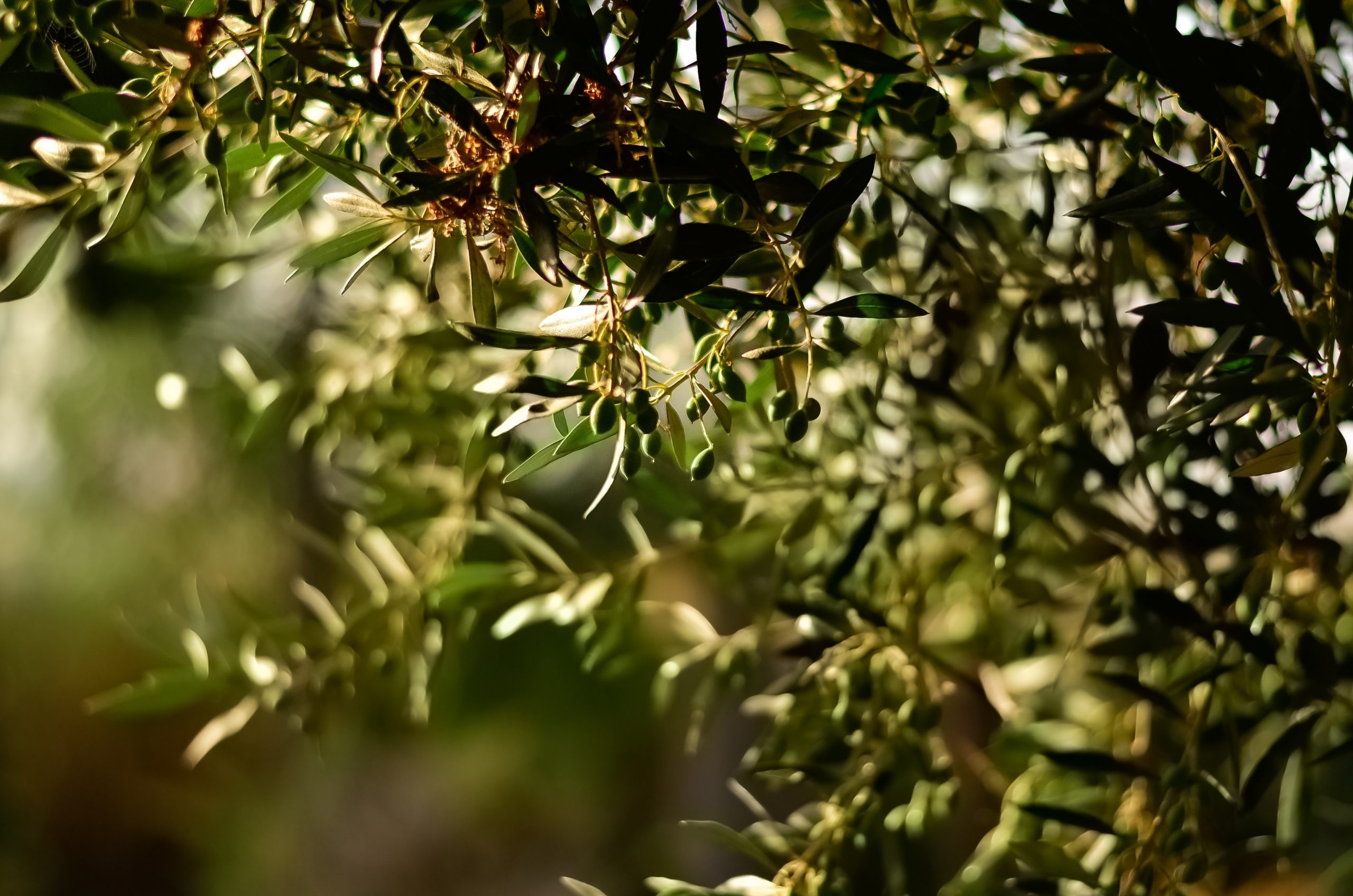 noccioli di oliva