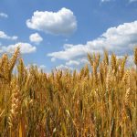 grano e raccolto in iatlia