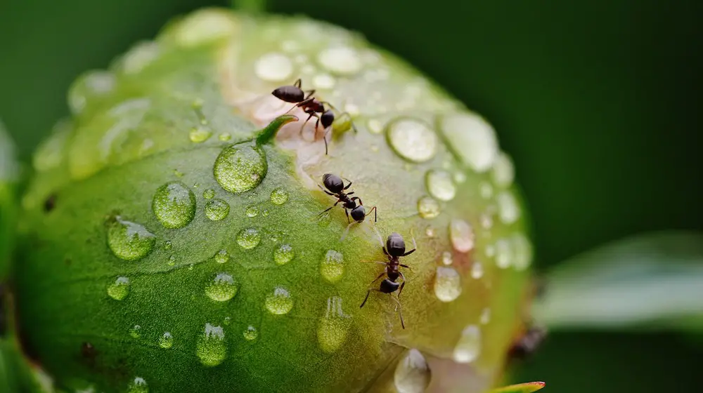 killer-di-formiche-fai-da-te-|-5-ricette-per-uccidere-le-formiche-che-puoi-fare-a-casa