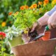 5-consigli-su-prato-e-giardino-per-i-proprietari-di-case-per-la-prima-volta