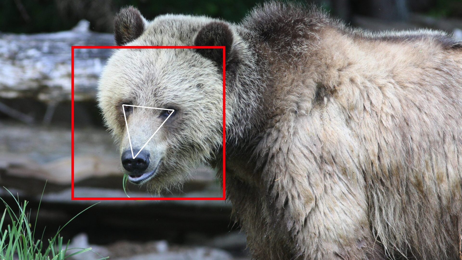 il-riconoscimento-facciale-per-gli-orsi-non-e-cosi-strano-come-si-potrebbe-pensare