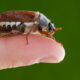 l’insetto-di-giugno:-fastidio-per-le-persone,-manna-per-gli-altri-animali