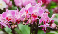 quanto-durano-le-fioriture-delle-orchidee?-suggerimenti-per-la-coltivazione-delle-orchidee