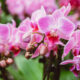 quanto-durano-le-fioriture-delle-orchidee?-suggerimenti-per-la-coltivazione-delle-orchidee